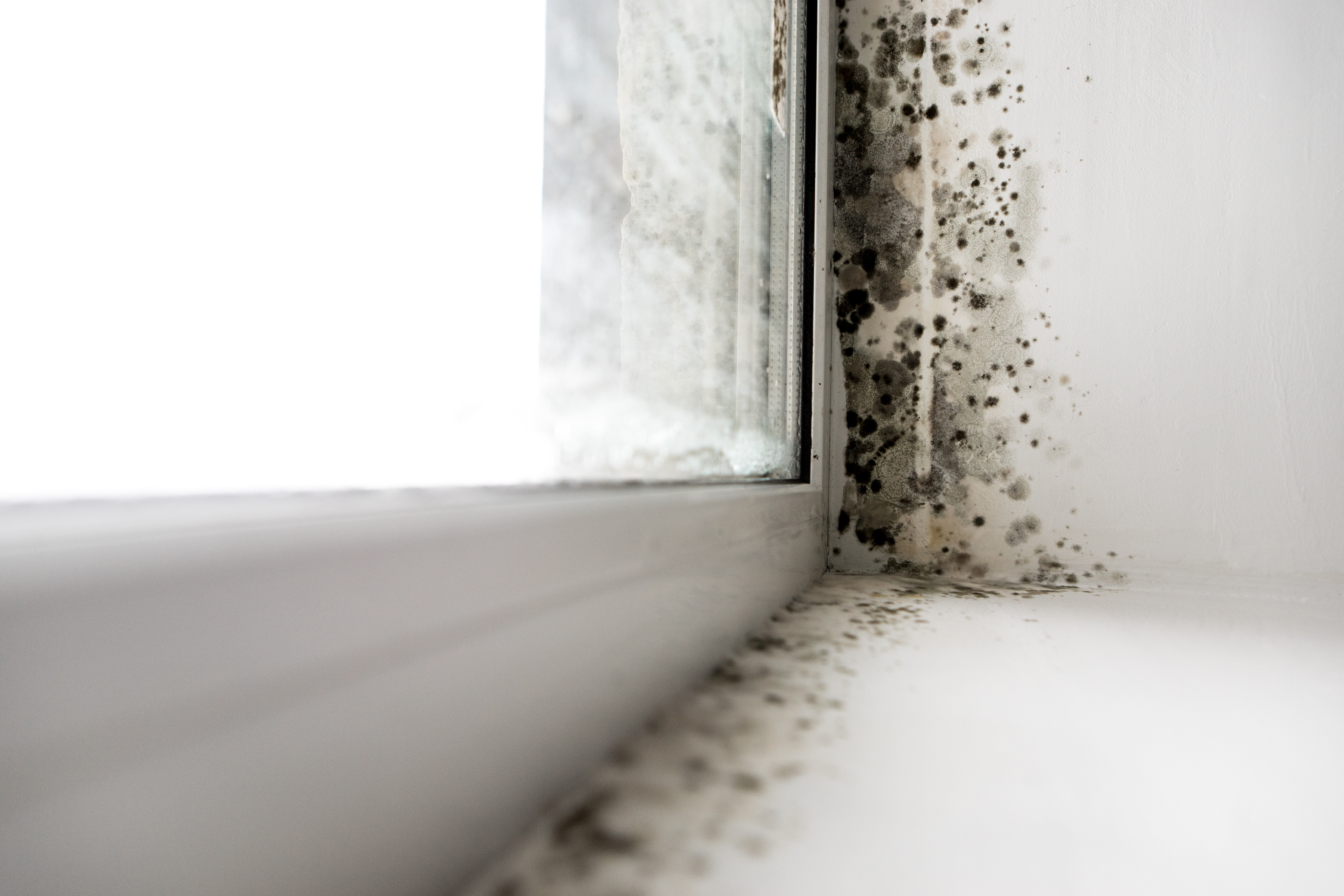 mold quick growing in bathroom sink